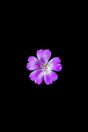 purple flower with five petals on a black isolated backgroundの写真素材