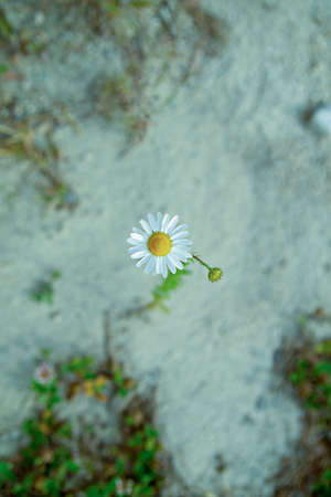 Lonely daisy top view. blurred background