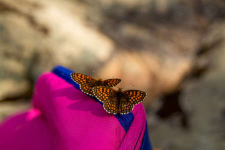 Butterflies sit on female handsの写真素材