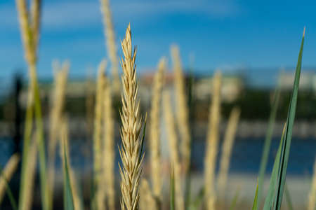 Wild grass with spikelets smoothly swinging in wind, summer plants. Green grass with golden and fluffy ears, nature. Spikelets wild grass at dawn. Plants in the sunlight. Wild wheat spikelets in fieldの写真素材