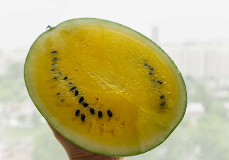 yellow watermelon in handの写真素材