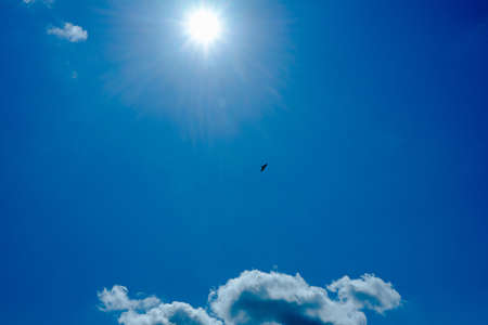 the bird flies high in the sky against the backdrop of the bright sun