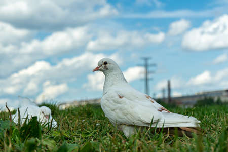 White Dove on Green Grass Field Along With Other Dovesの写真素材