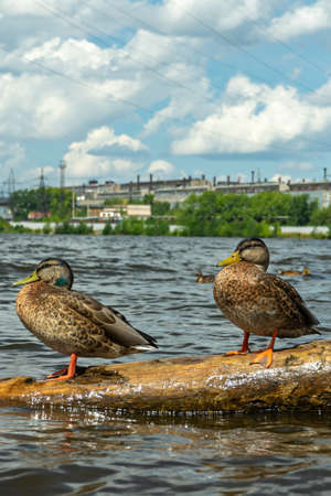 wild duck sits on a log that floats on the riverの写真素材