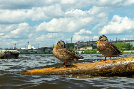 wild duck sits on a log that floats on the riverの写真素材