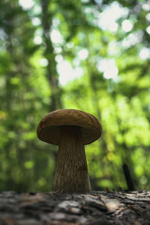 Beautiful boletus mushroom in amazing green grass Amazing vintage magic background of forest mushrooms. Fresh collection of porcini mushrooms.の写真素材