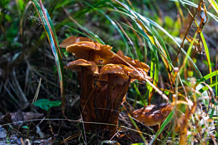 Beautiful boletus mushroom in amazing green grass Amazing vintage magic background of forest mushrooms. Fresh collection of porcini mushrooms.の写真素材