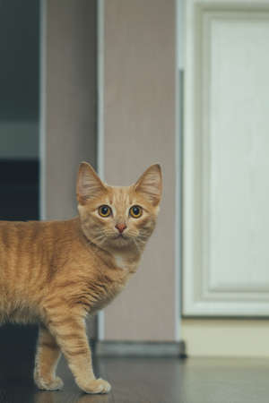beautiful ginger cat with big eyes looks at the camera in the living roomの写真素材