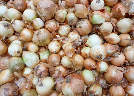 lot of yellow golden onions, yellow onion close-up, food onion background, close-up top viewの写真素材