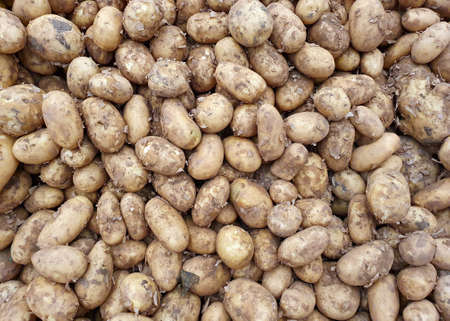 a lot of potatoes in the store close-up, top viewの写真素材