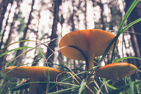 Beautiful boletus mushroom in amazing green grass Amazing vintage magic background of forest mushrooms. Fresh collection of porcini mushrooms.の写真素材