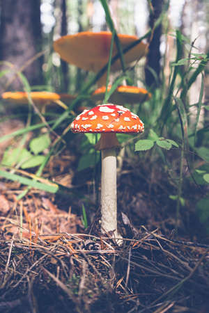 Beautiful boletus mushroom in amazing green grass Amazing vintage magic background of forest mushrooms. Fresh collection of porcini mushrooms.の写真素材
