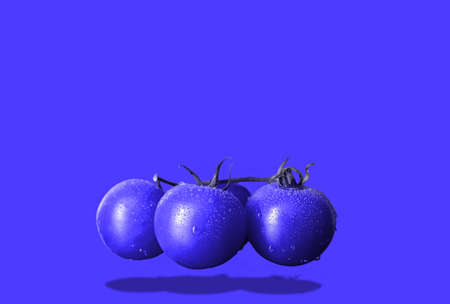 There are three stems of fresh tomatoes on the vine. Isolated on a blue background.の写真素材