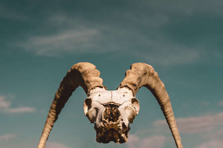 Goat skull on a gray sky backgroundの写真素材