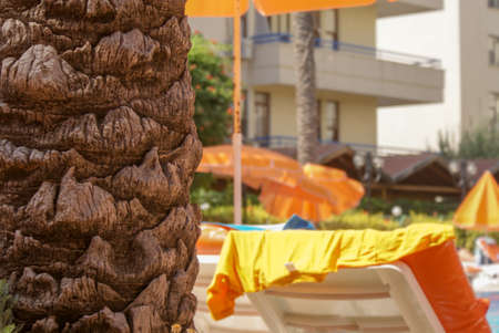 Part of the trunk of a palm tree on the beach with sun loungers near the hotelの写真素材
