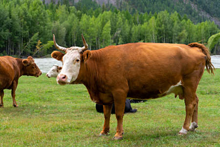 Brown cow with white muzzle, close-up on a pasture near the riverの写真素材