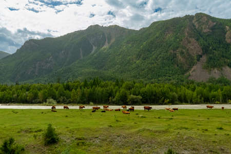 A herd of cows grazes at the foot of the mountain by the riverの写真素材