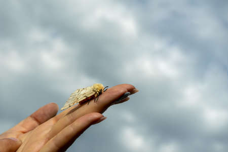 A butterfly sits on the girl's hand against the skyの写真素材