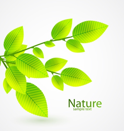 Fresh green leaves vector abstract backgroundのイラスト素材