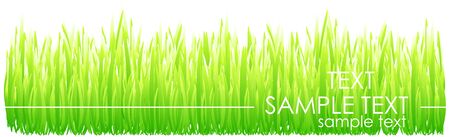 Grass backgroundのイラスト素材