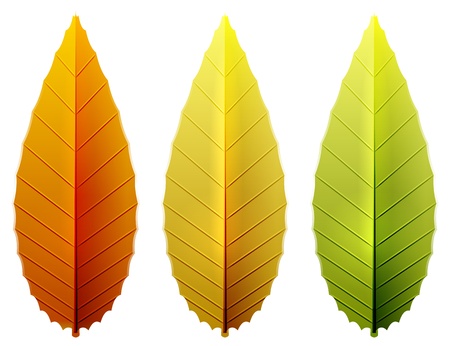 autumn leaves collectionsのイラスト素材