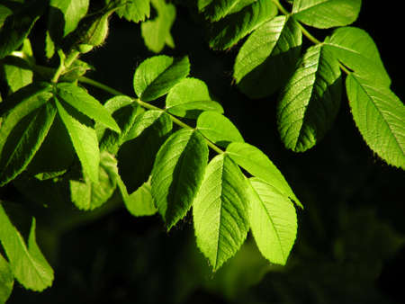 The background image of the leaves of plantsの写真素材