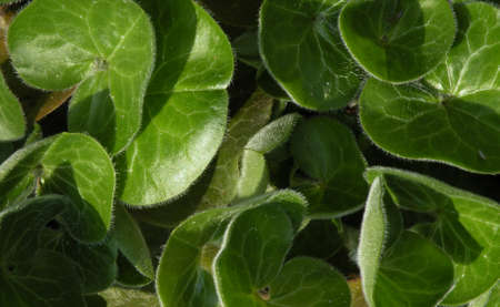 The background image of the leaves of plantsの写真素材