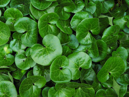 The background image of the leaves of plantsの写真素材