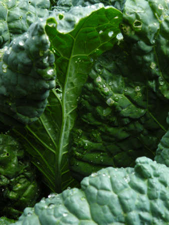 The background image of the leaves of plantsの写真素材