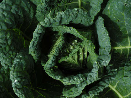 The background image of the leaves of plantsの写真素材