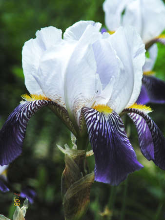 Photos of garden flowers closeupの写真素材