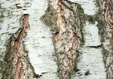 Close-up of Birch Tree Bark Texture