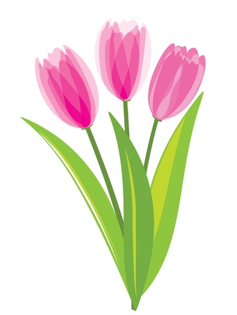 Pink tulips isolated on white background. Vector illustration.のイラスト素材
