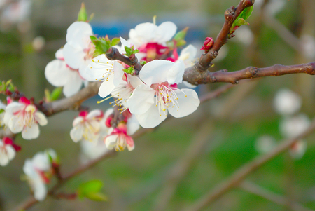 Spring blossom white color. Beautiful outdoor blooming garden. Blossoming closeup tree petals.の写真素材