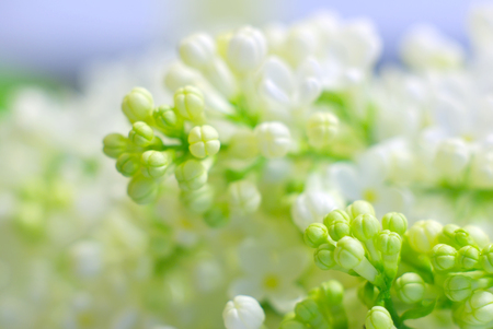 Blooming bright white petals springtime flowers. Romantic clean background with copy space. Inspirational spring nature fragility. Macro flower closeup.の写真素材