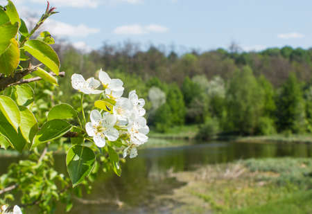A look at the river landscape through a flowering treeの写真素材