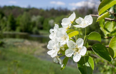 A look at the river landscape through a flowering treeの写真素材