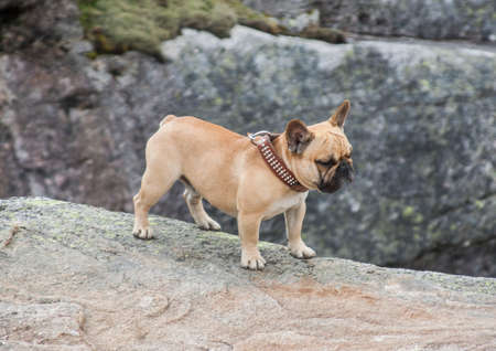 A lonely little bulldog looks sad downの写真素材