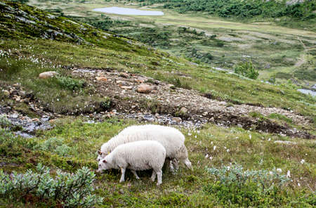 Two white cats eat grass in the mountainsの写真素材