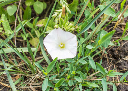 A large white weed flower is in the green grass in the garden. Can be used as an illustration of...