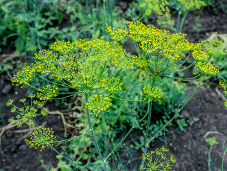 Dill is widely grown in Eurasia where its leaves and seeds are used as a herb or spice for...