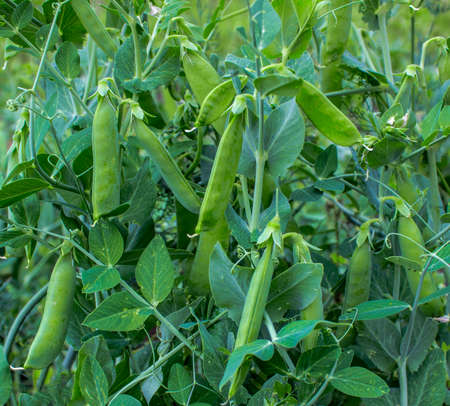 Pods of green peas in the garden. Growing green peasの写真素材