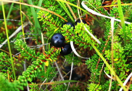 Small berries of blueberries in the natural environment Close-upの写真素材