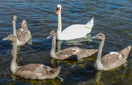 One white swan and four gray geese swim in the lake.の写真素材
