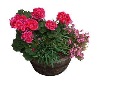 City pot with purple flowers in a wooden pot Isolated background