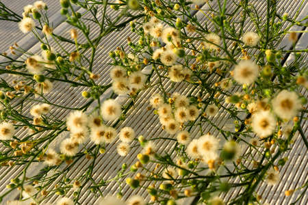 Wild flowers grown on an abandoned terrace. Nature force concept