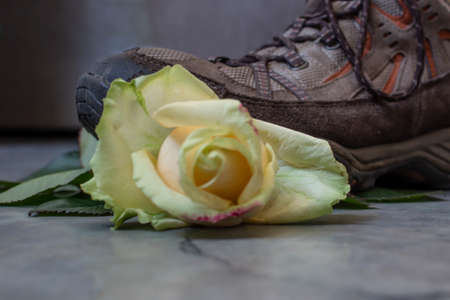 Side view of a bright yellow rosebud with green leaves under a brown heavy sneaker. A flower and a...