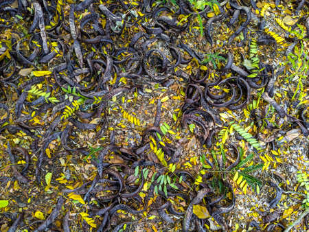 Fallen leaves and seeds of Japanese sophora on the ground. Sophora seeds look like mystical big...