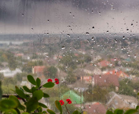 City view through wet glass and small red flowers with green leaves. Free space for inscription....
