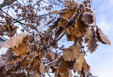 Yellow leaves covered with ice hang on a tree branch. Sudden cooling. Weather forecast.の写真素材